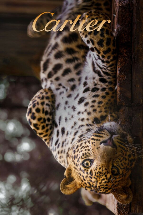 Panter