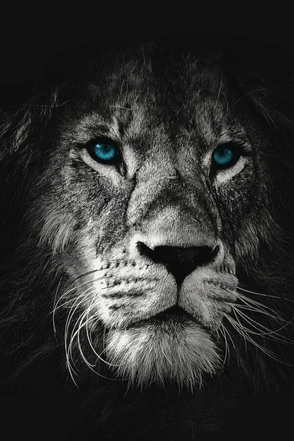 Eyes of the Lion