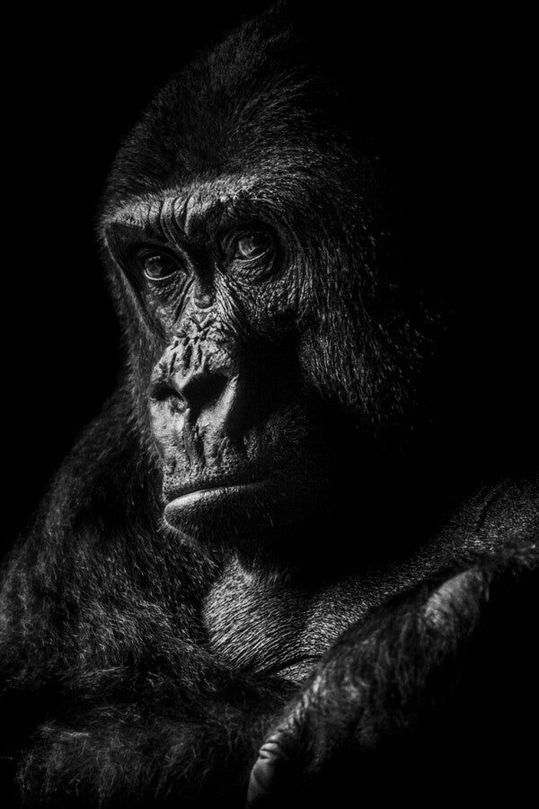 Gorilla 1