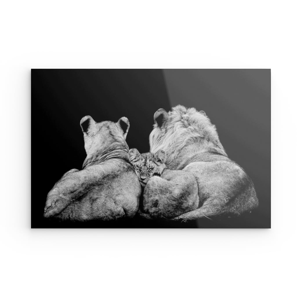 Lion Family