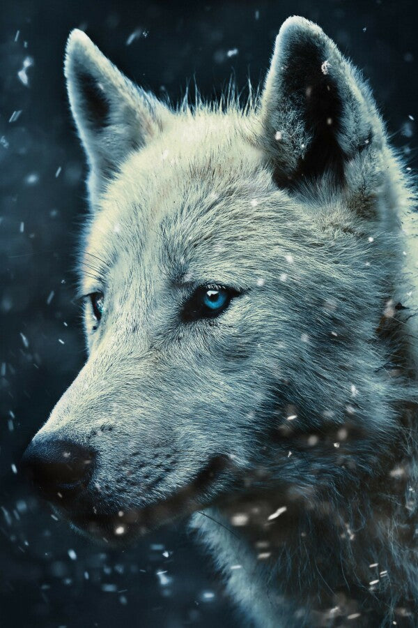 Snowy Wolf