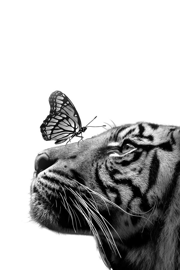 Tiger Butterfly