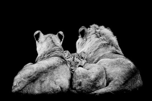 Lion Family